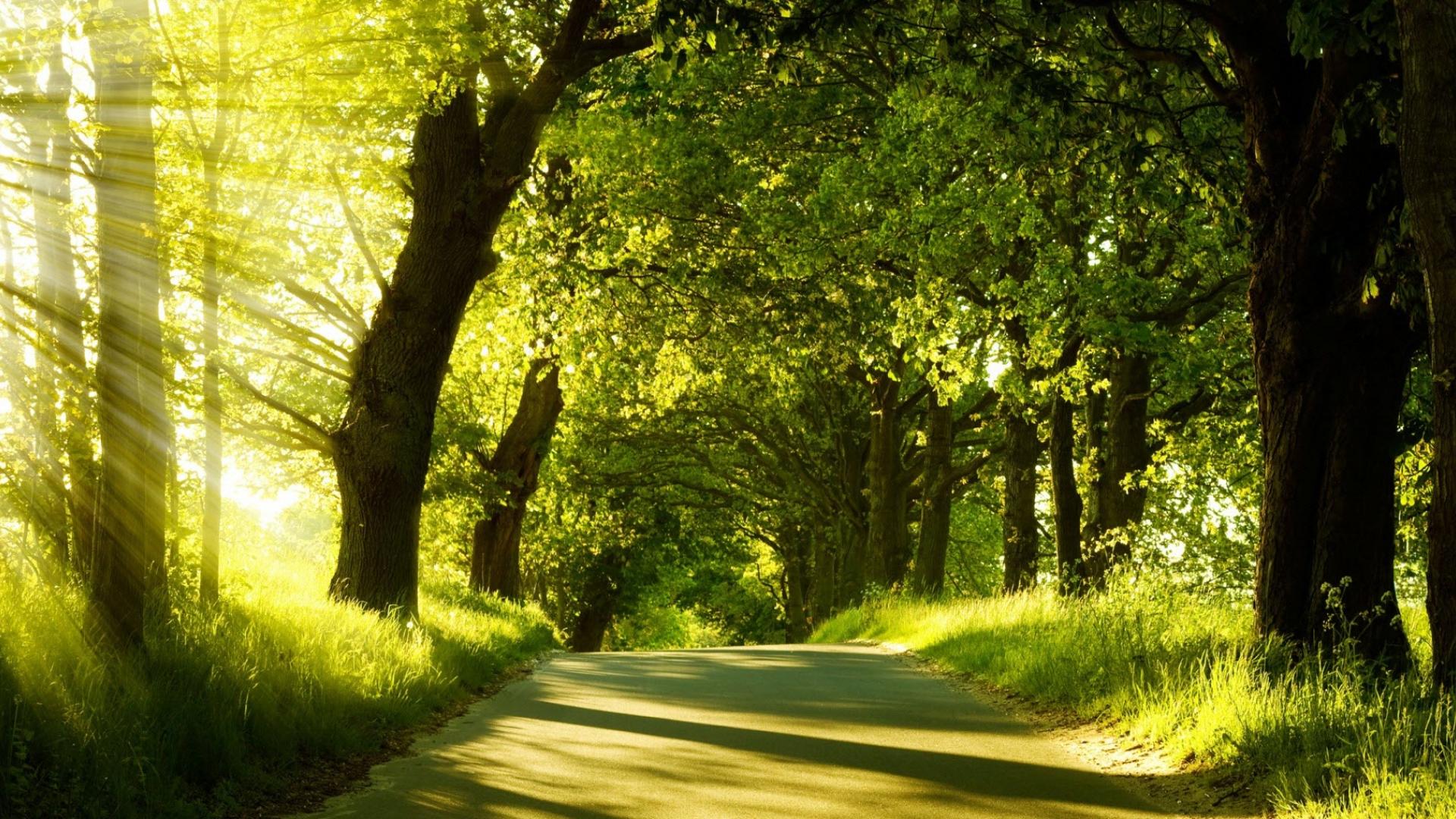 groene achtergrond.jpg