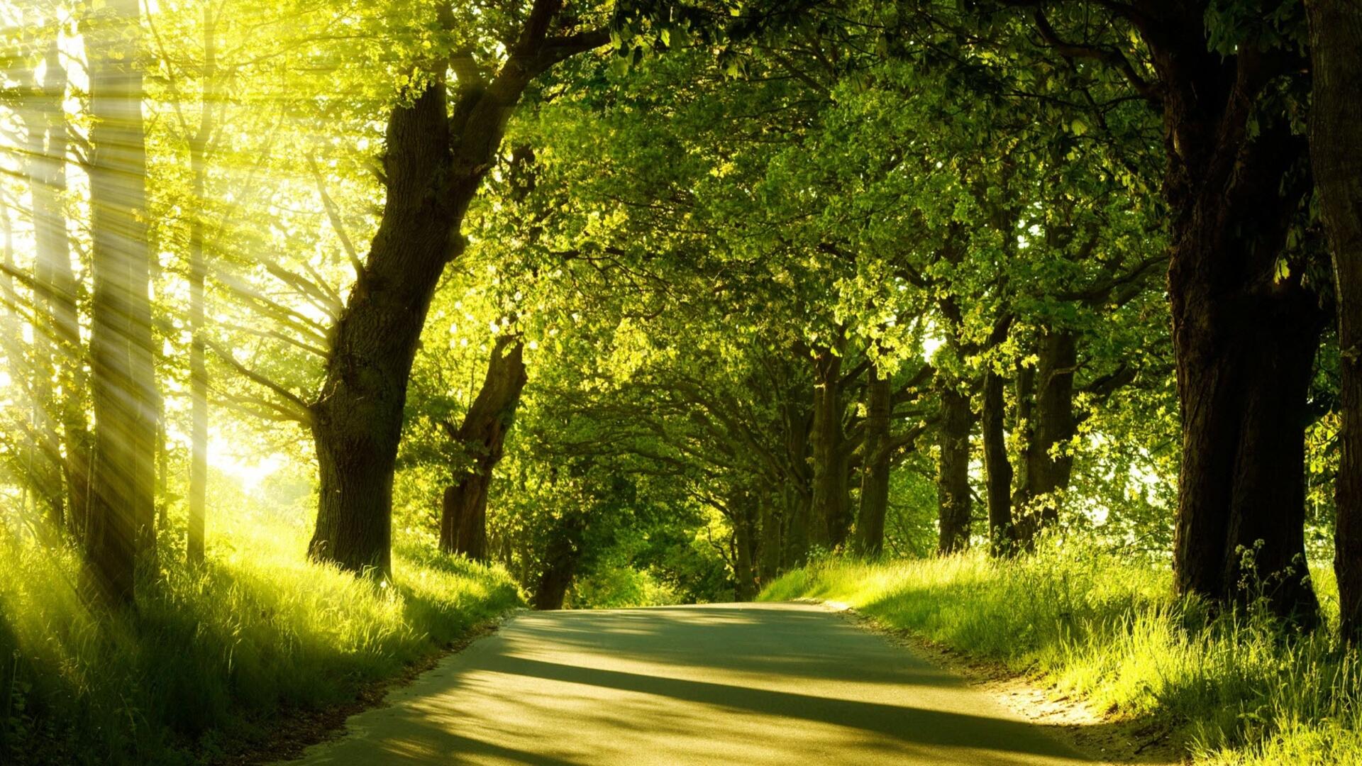 groene achtergrond.jpg